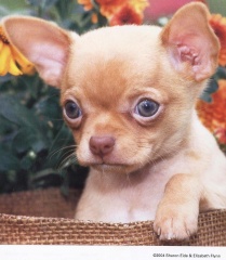 "Small, But Mighty Chihuahua Warrior"