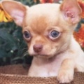 <b>"Small, But Mighty Chihuahua Warrior"</b>