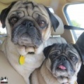 <b>Minnie and Max Go For A Ride</b>