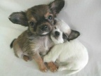 Chuy & Little "Pistolero"