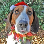 "You're Getting Sleepy!" (Source: Humane Society - Silicon Valley)