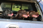 Just Along For The Ride!  (The Campas Labs)