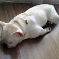 <b>"The Meaning of Dog Tired!"</b>