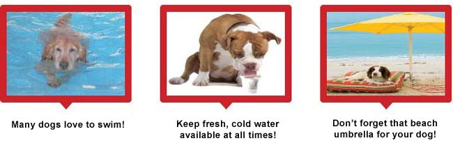 Dog advice