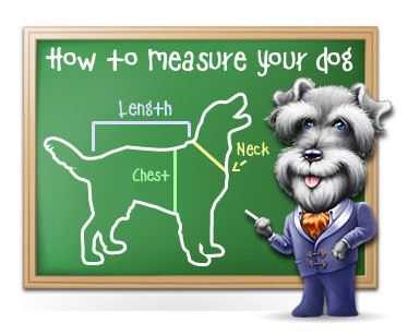 How to measure your dog