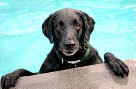 Pool Dog