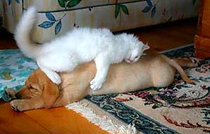 Dog and Cat